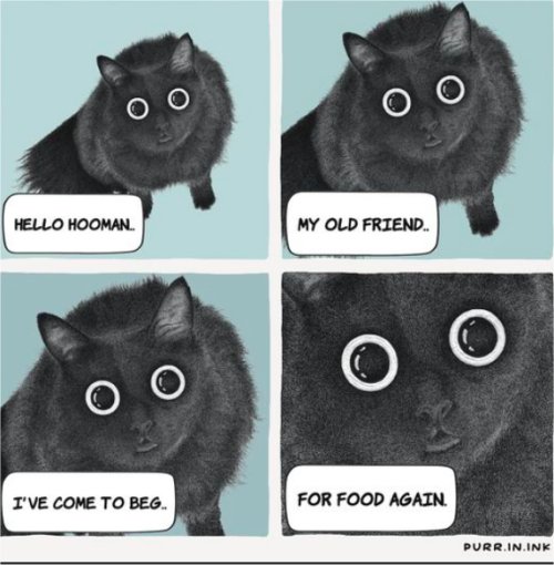 caturday hello majorgeeks.jpg